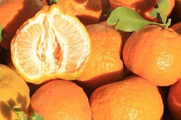 تصویر 4 از خرید و قیمت نارنگی محلی جهرم + فروش صادراتی